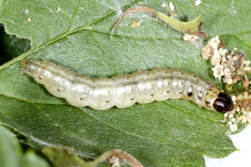 Réf. 191 062 : Ostrinia nubilalis